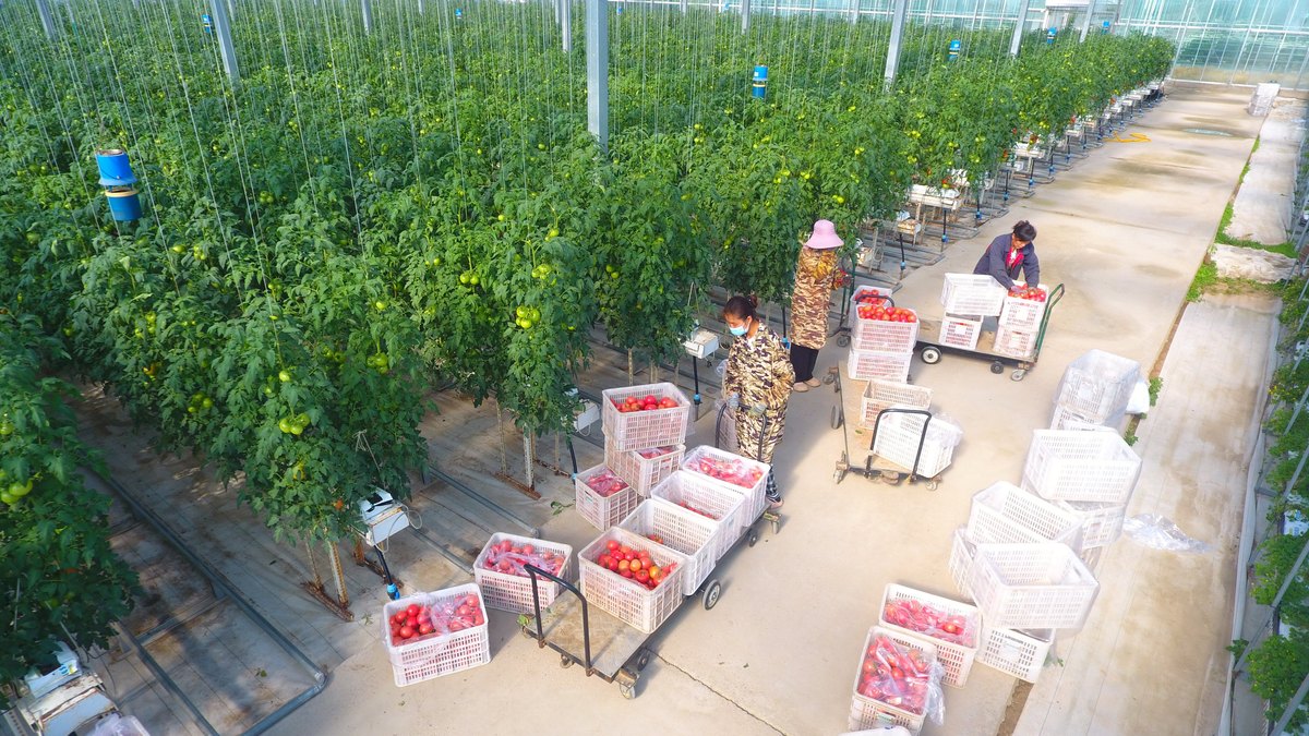菏泽清菏园:绿色有机农产品生产商和农业旅游目的地 菏泽清菏园:绿色有机农产品生产商和农业旅游目的地