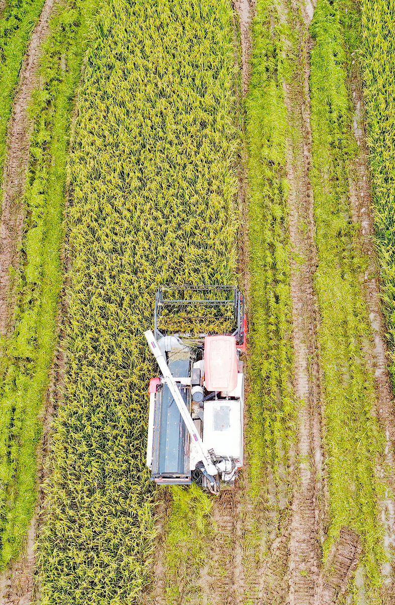 Machine Learning Enhances OPD Estimation in Field Trials