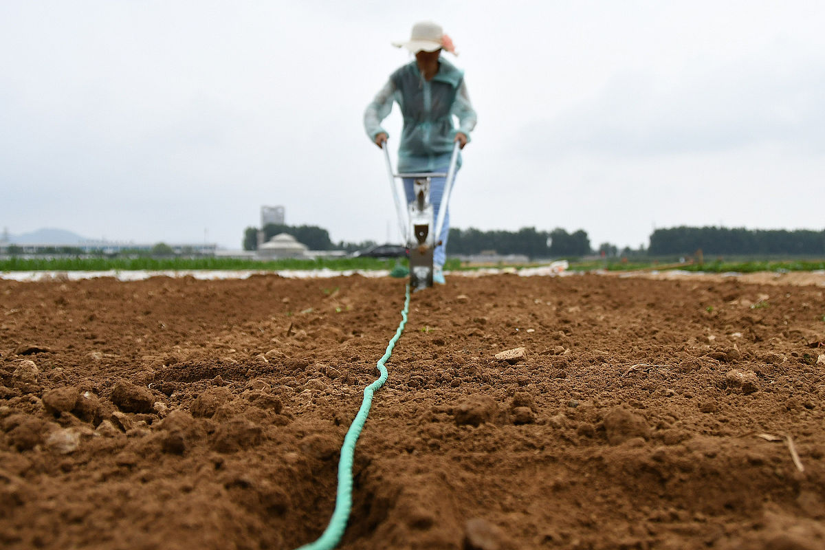 覆膜滴灌对夏玉米地上部干物质积累的影响