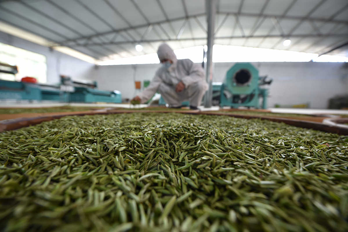 在贵州读茶叶生产与加专业可以去哪些学校