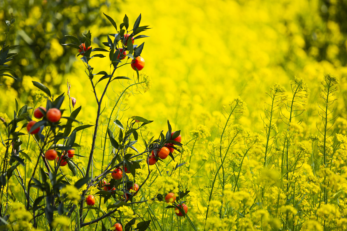 写一份沃柑订购合同