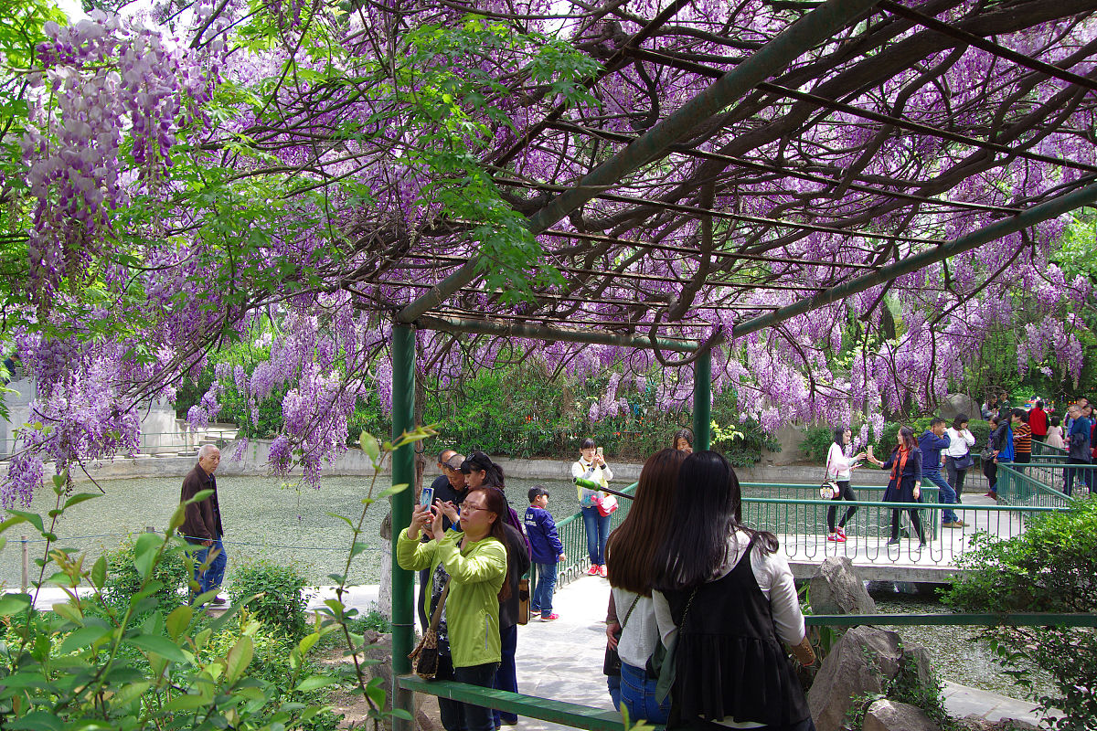 紫藤萝瀑布朗读音频