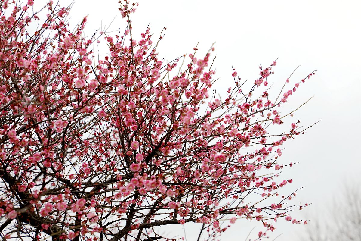 超山风景区梅花有没有小门面出租的回答加拓展。