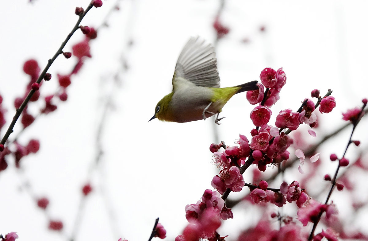 贵阳盲聋哑学校2022年招生简章