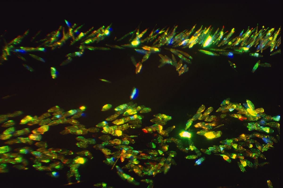 盐酸胍作用下PS二蛋白荧光的变化