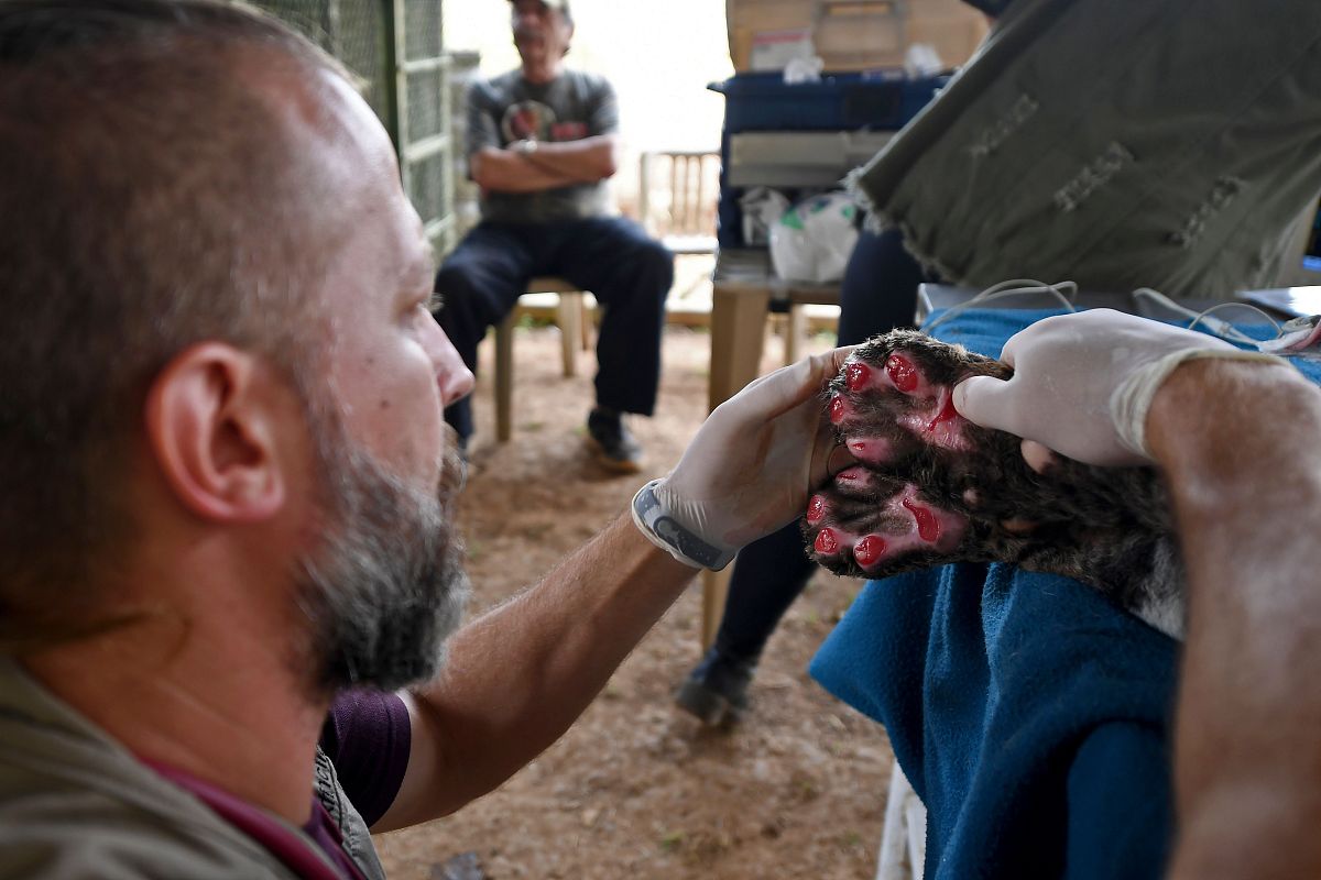 干细胞治疗肩袖损伤：原理、应用和挑战