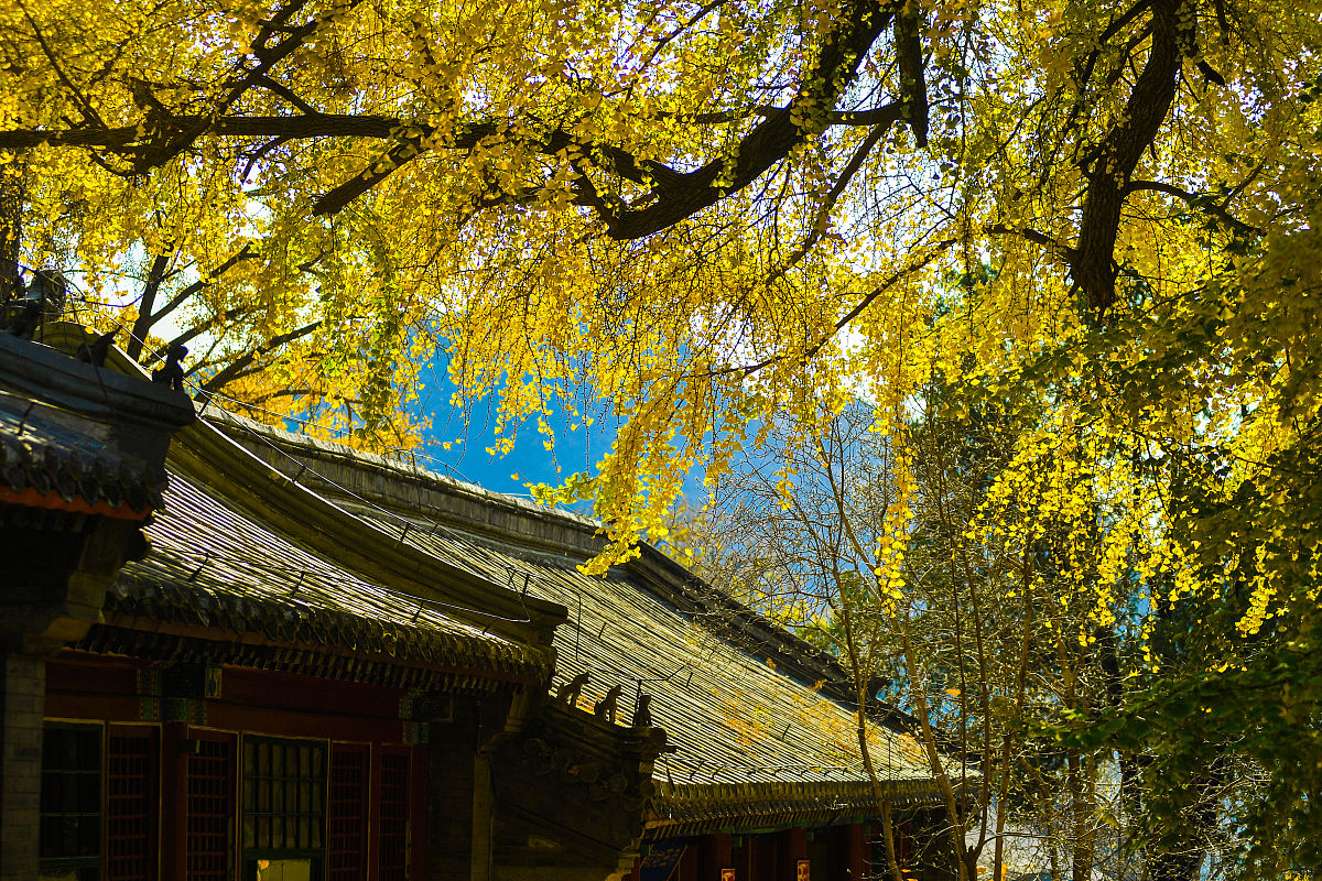 2020年11月4日,北京,位于门头沟区的潭柘寺是京城最古老的寺庙之一,始