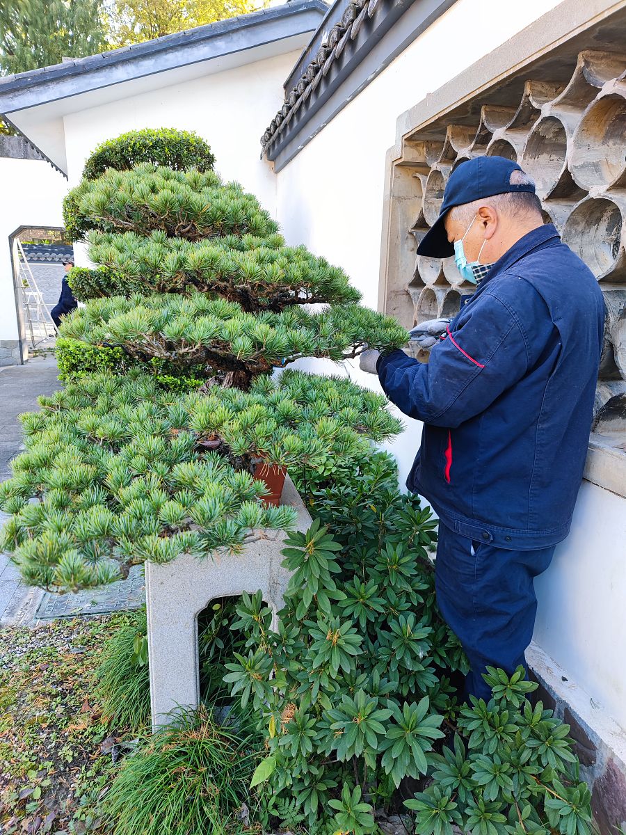 红豆杉如何修剪