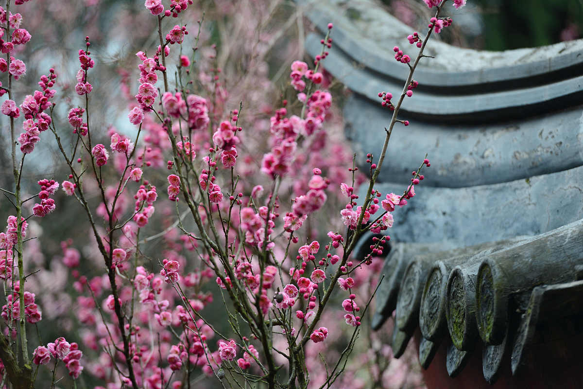 帮我写一首七言诗要求体现校园春日美景花从石缝生出大自然的奇妙生机