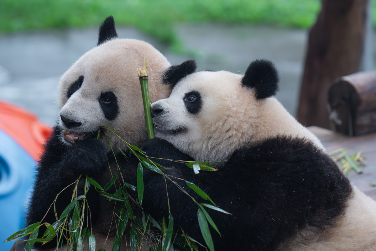推荐最可爱的熊猫