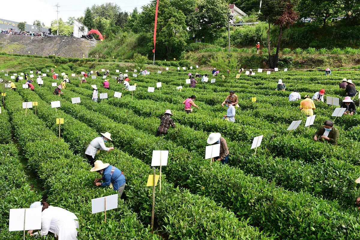柏泉茶场的3000字调研报告