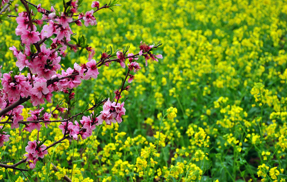 800字的 春天的 文章