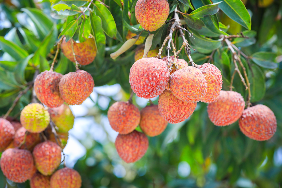 东魁杨梅：产地、品质及特征