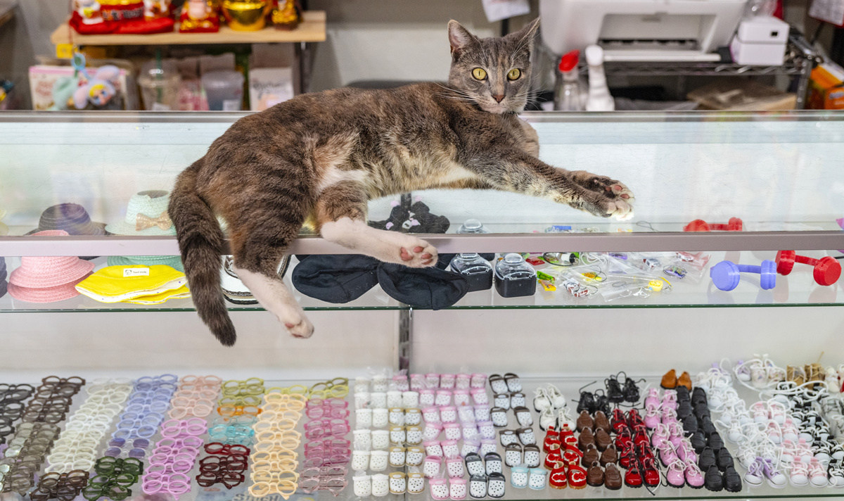 扮演一名猫咪主人的口吻写篇字数不少于800字舒适猫生：从铲屎官的选择开始！的文章要有和读者互动语句重新编写个标题