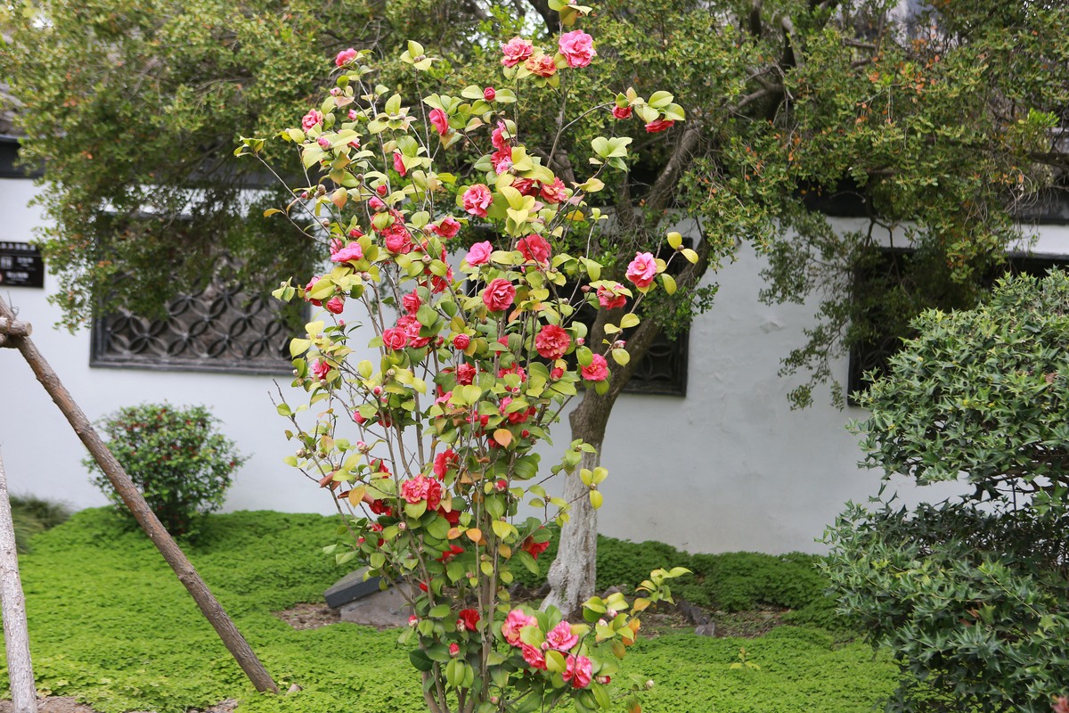 木槿花好养吗？多久浇水一次400字