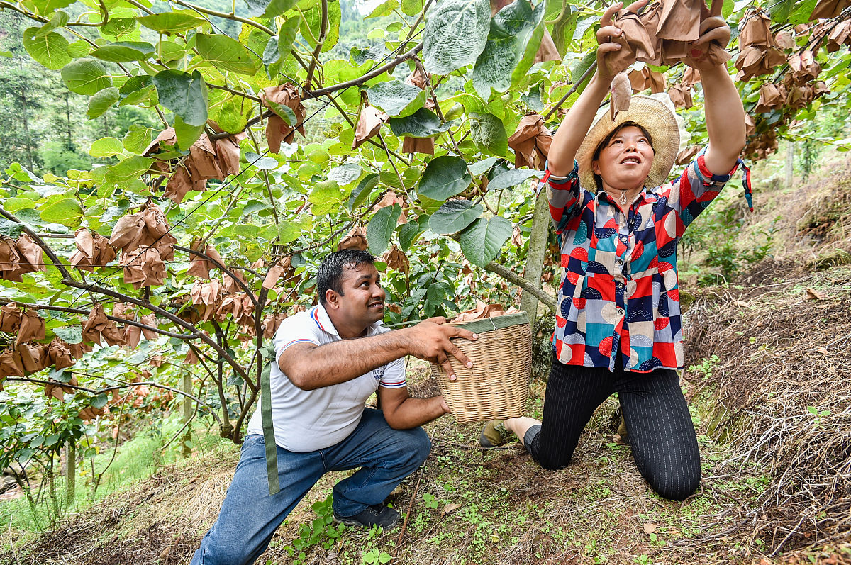 奇异果的奇妙旅程：一个农业小故事