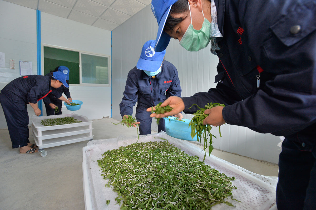 蚕桑技术专科课程有哪些？用发