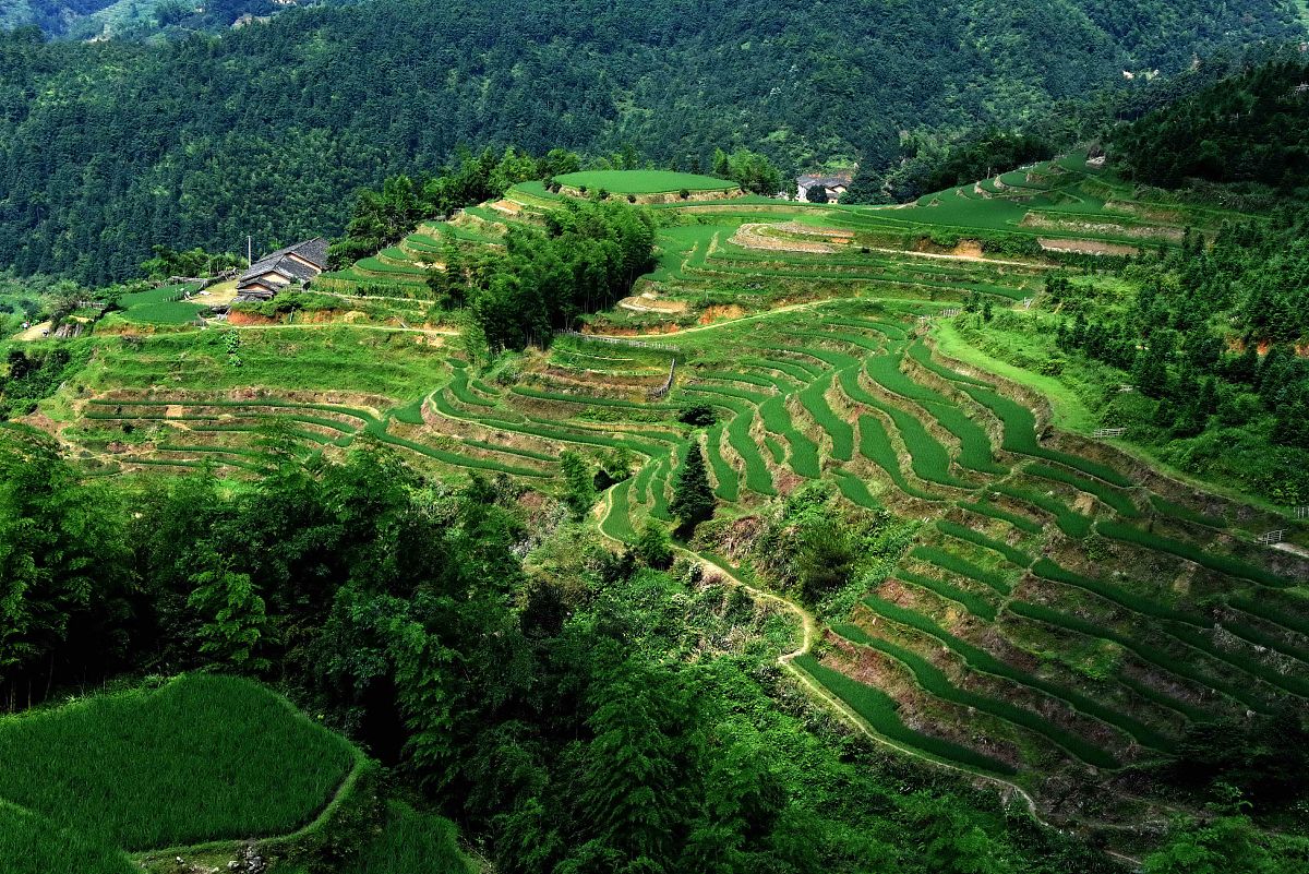 2015年7月12日,江西省遂川县左安镇桃源村高山梯田里,禾苗绿油油,有的