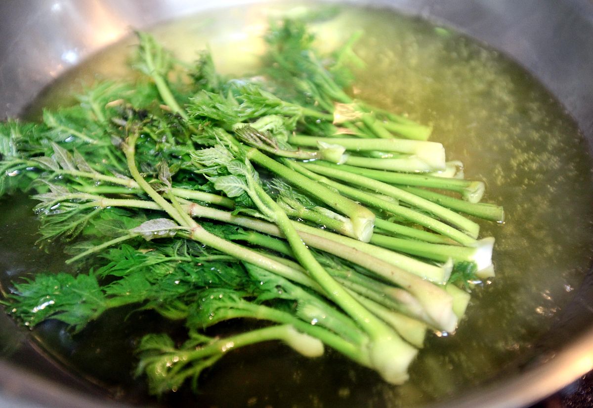 东北刺嫩芽可以炖小鸡吗