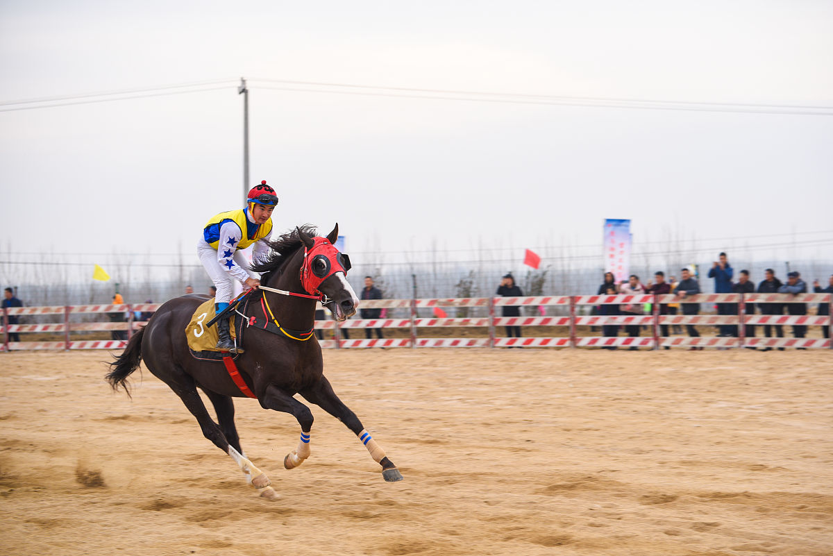 驼球赛训练现场：热闹非凡，精彩绝伦