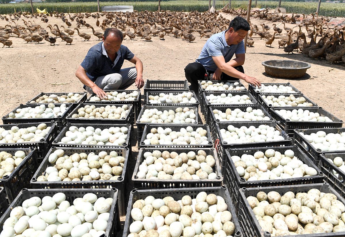 大学生食用真菌栽培试验种植平菇心得体会800字