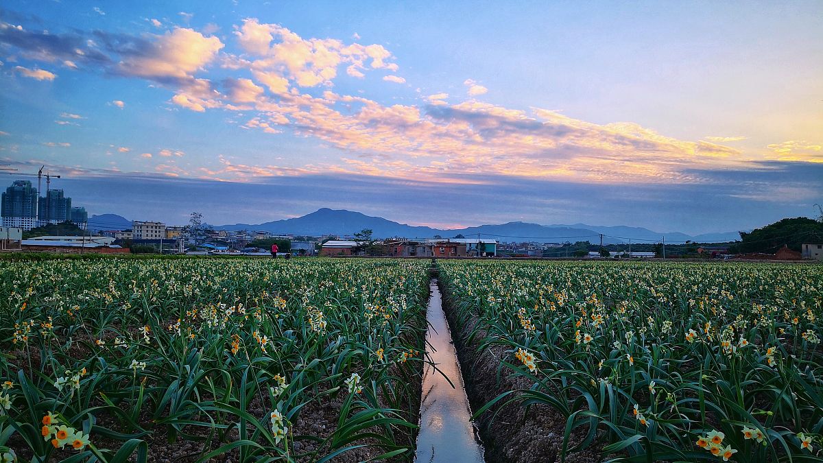 漳州水仙花：名扬四海的福建特产