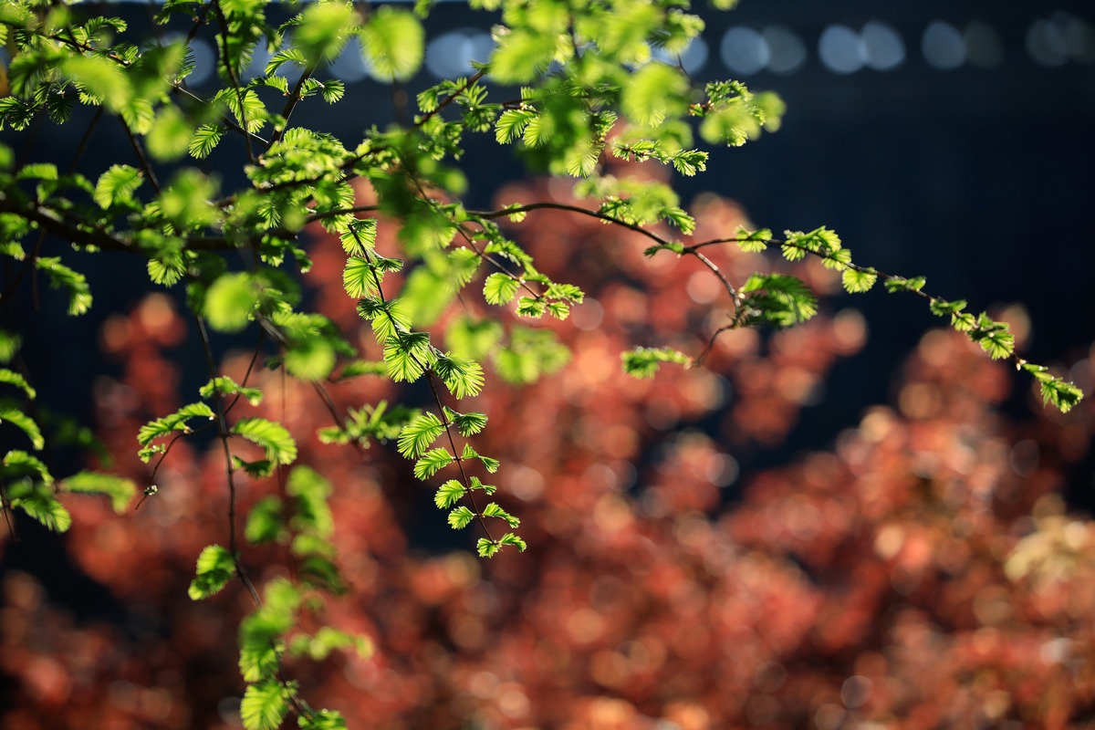 婆娑葱茏的意思-葱茏意思是什么？