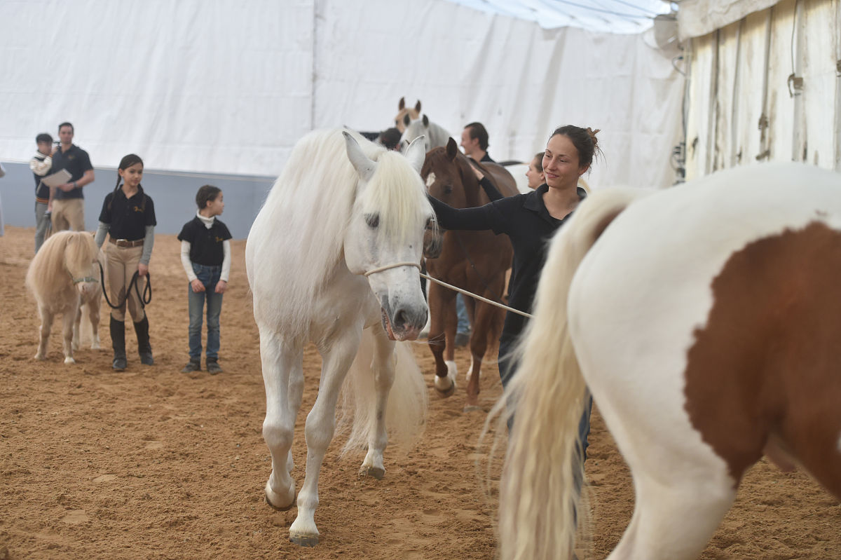 2018年2月7日,加拿大舞台秀《cavalia·舞马》在南京揭开神秘面纱,来