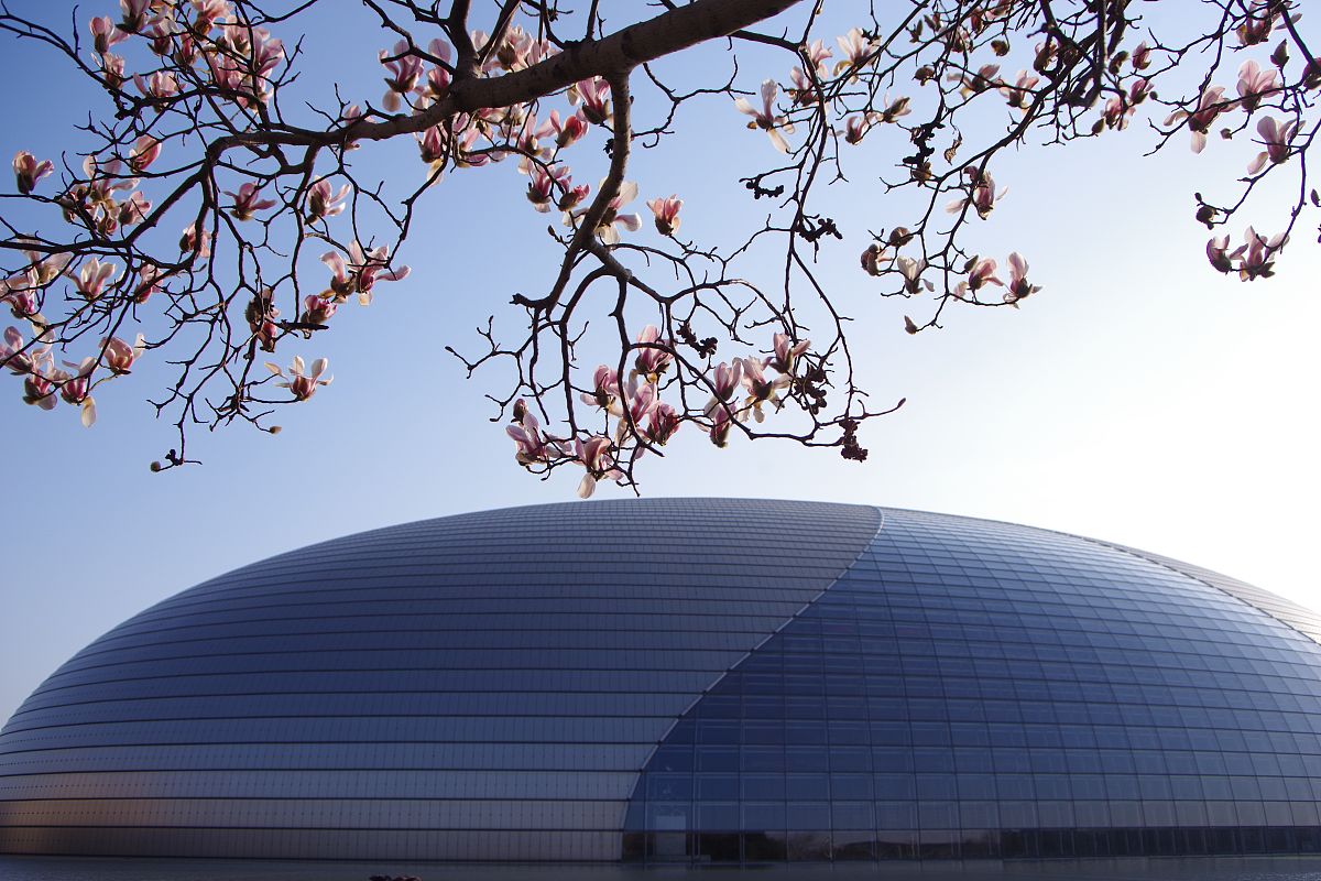 2020年3月7日,北京,国家大剧院玉兰花开,春意盎然.