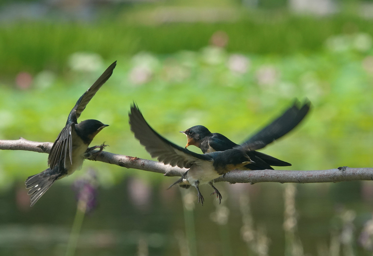 燕子在红花间舞蹈的时间是几月几号。