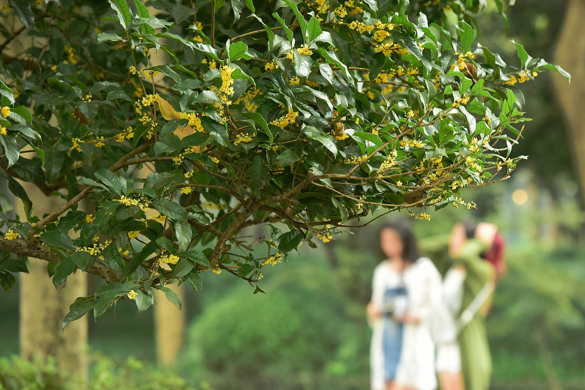 校园里的桂花树：美丽芬芳，满园香气