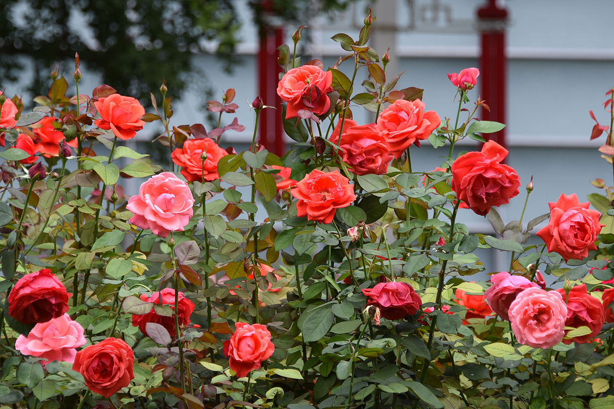 无刺月季的品种有