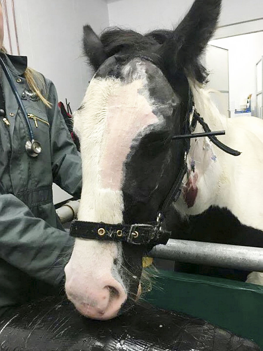 巨大鼻腔肿瘤病例分析：诊断、治疗及预后