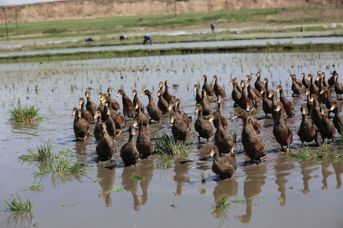 甘肃农业大学农村区域发展专业就业前景分析