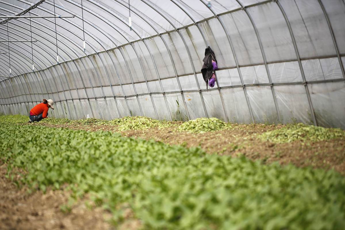 菜农在对日光温室蔬菜生产的认识上有误区 要求：1000字的原因分析，不分段，有举例