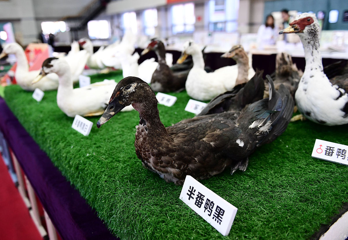 黔南民族师范学院2019科招生计划