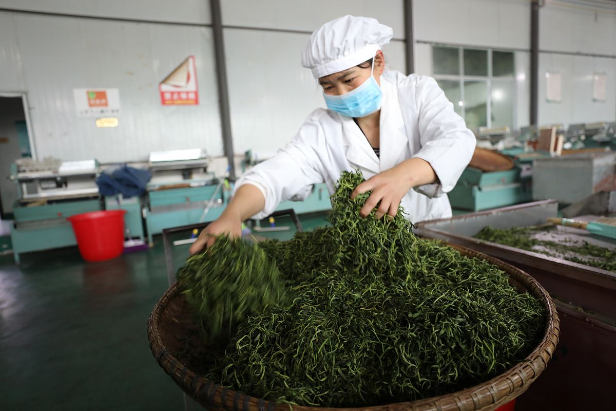 铜仁市中等职业学校茶叶生产与加工专业：课程设置及就业前景