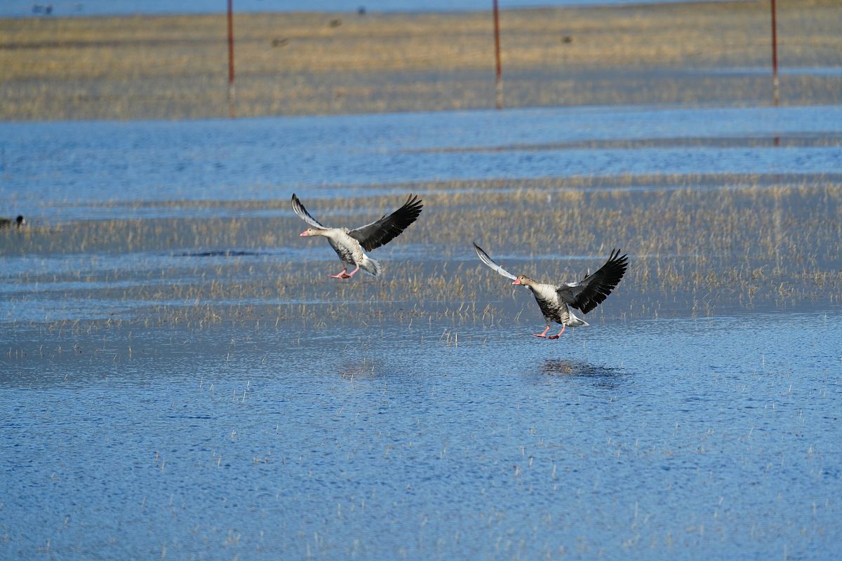 要求设置一个我能飞行的接口一个鸟类一个昆虫类打印我是鸽子我有2只腿我可以生蛋、我可以飞；	打印我是大雁我有2只腿我可以生蛋、我可以飞；	打印我是蚂蚁我有6只腿我可以产卵、我可以飞； 打印我是蜜蜂我有6只腿我可以产卵、我可以飞；