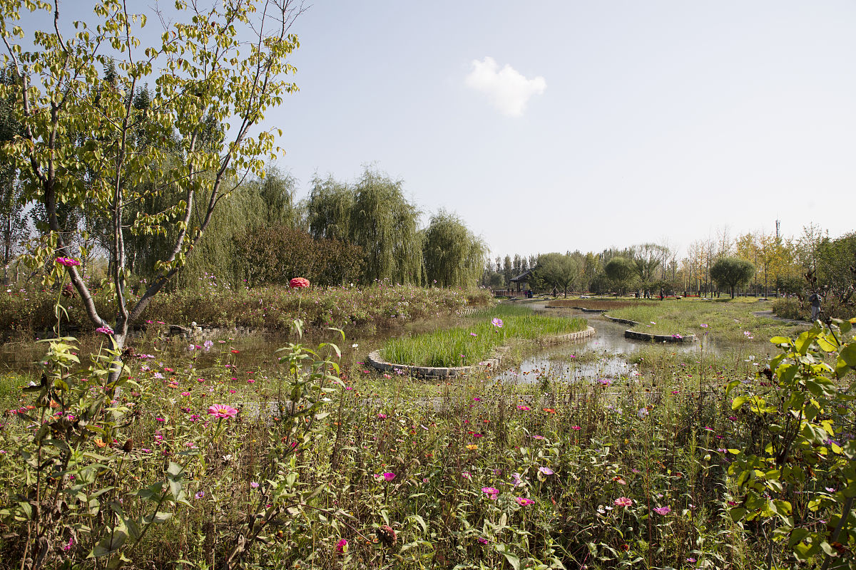 兰州秦王川湿地公园植物类型：芦苇、睡莲、柳树等丰富物种
