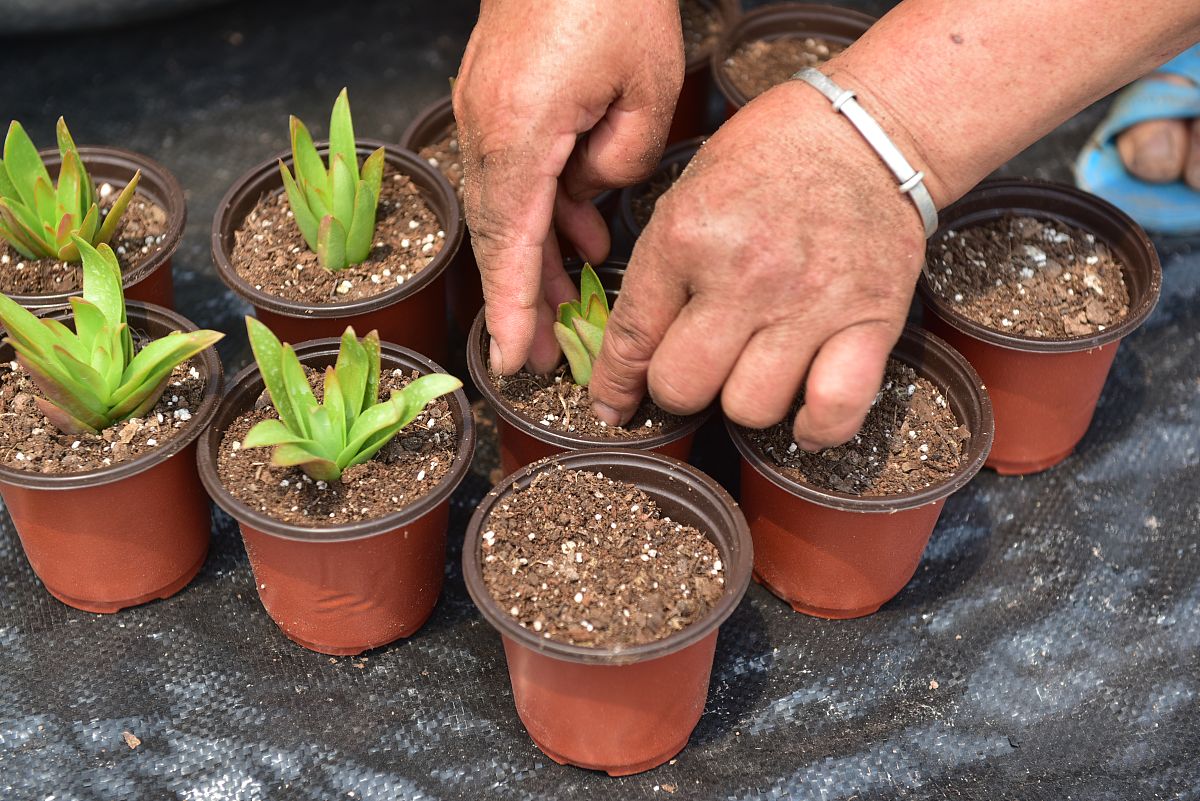 多肉植物能淋雨水吗？烂根了怎么回事400字