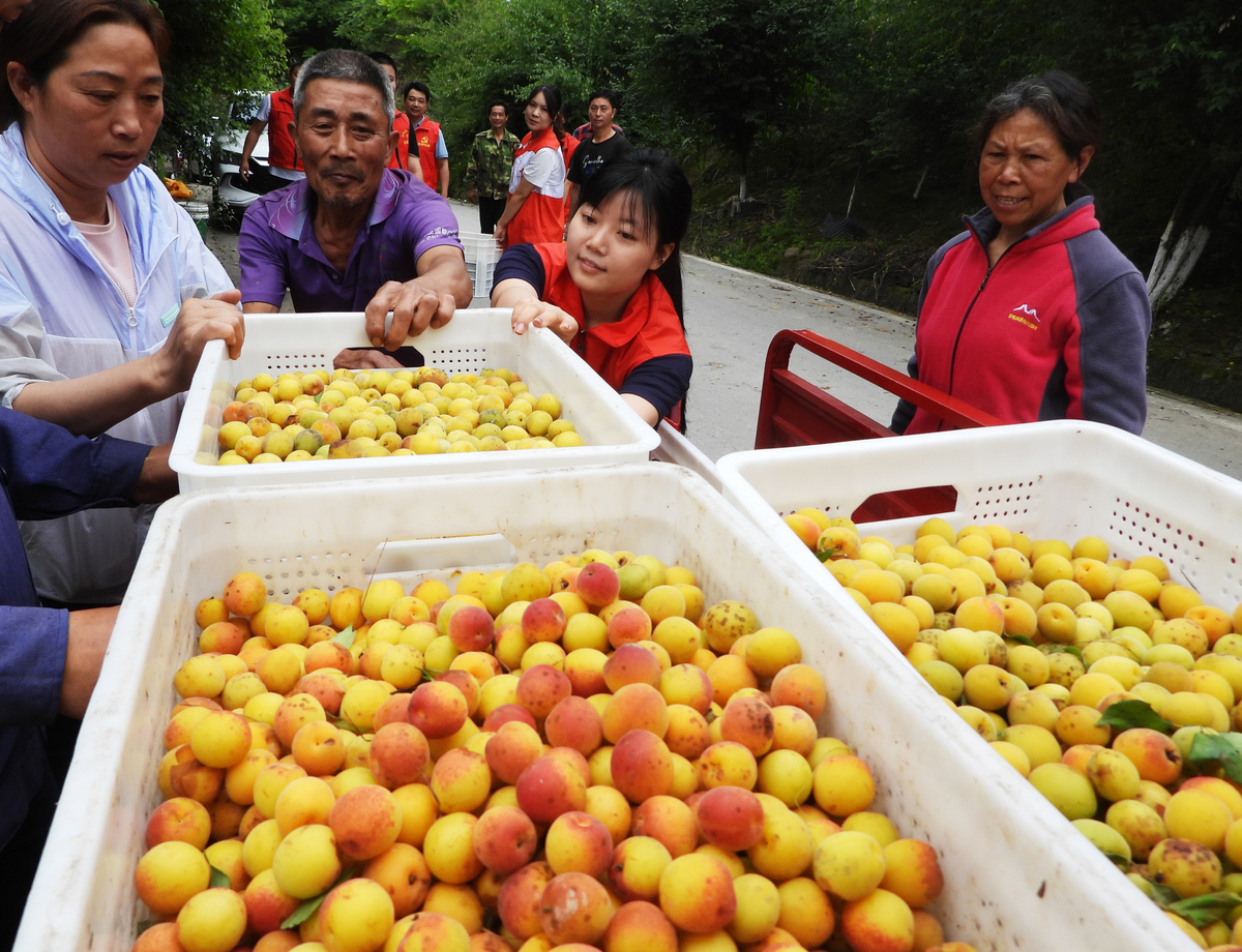 金果兴农团队展示枇杷次果加工设备，助力乡村振兴