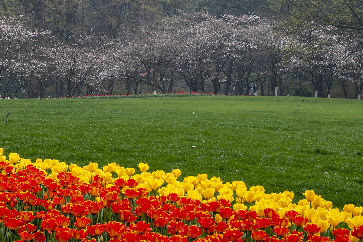 品味花香，发现春天的小乐趣