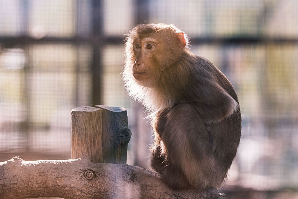 猴子的特点描写简单点