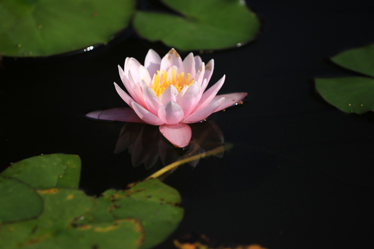 黄河流域文明历史发展特点