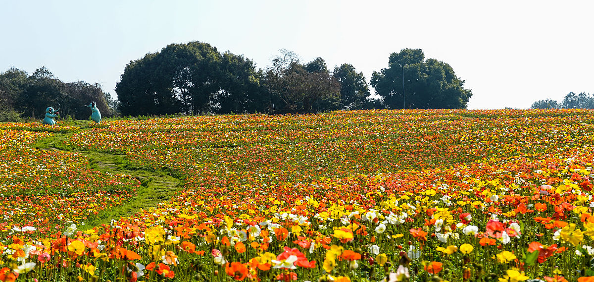 2020年2月29日,成都,石象湖景区鲜花盛开.(如需下载使用,请务必署名: