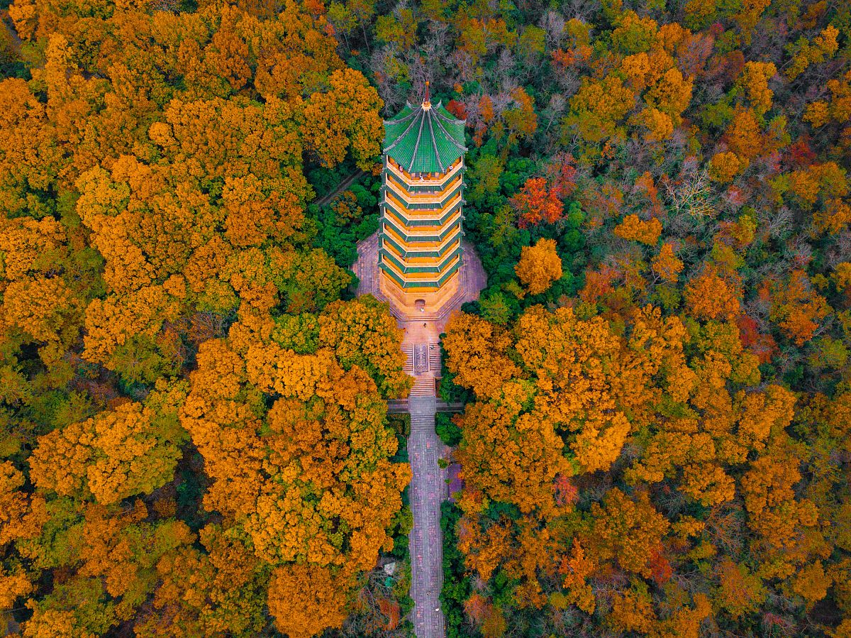 2020年11月28日,江苏省南京市紫金山,初冬时节,紫金山一片五彩斑斓,美