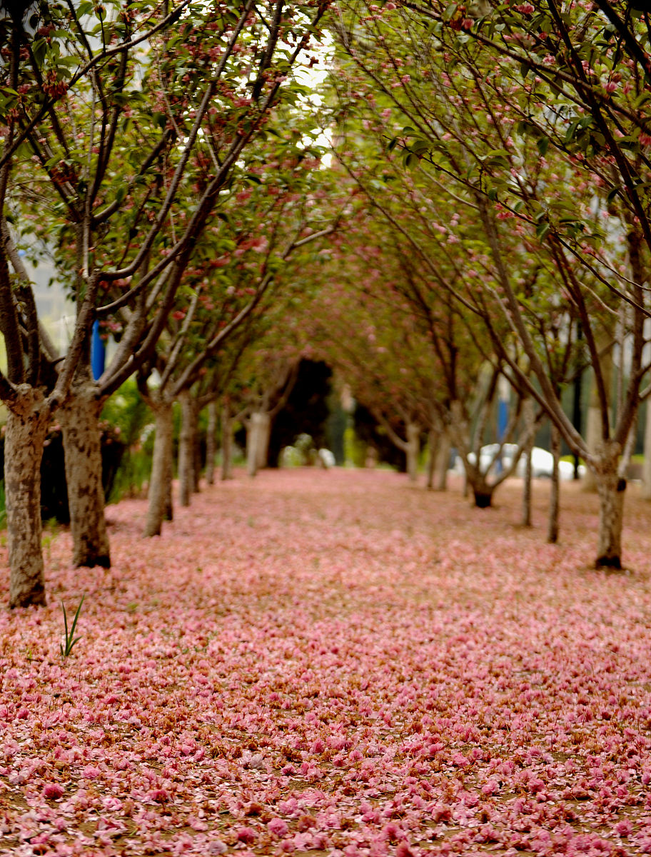 落花铺路：浪漫意境的诗意表达
