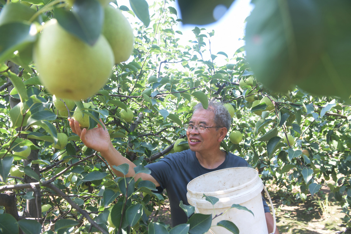 2009 灌阳雪梨 年产量