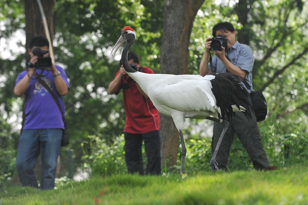 观鸟爱好者指南：普通游客、业余观鸟者和专业观鸟者的区别