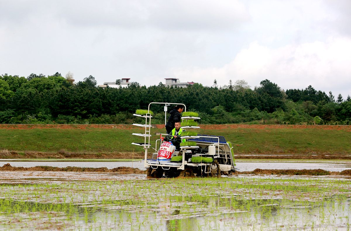 水稻插秧机种类：手动、电动、拖拉机、全自动